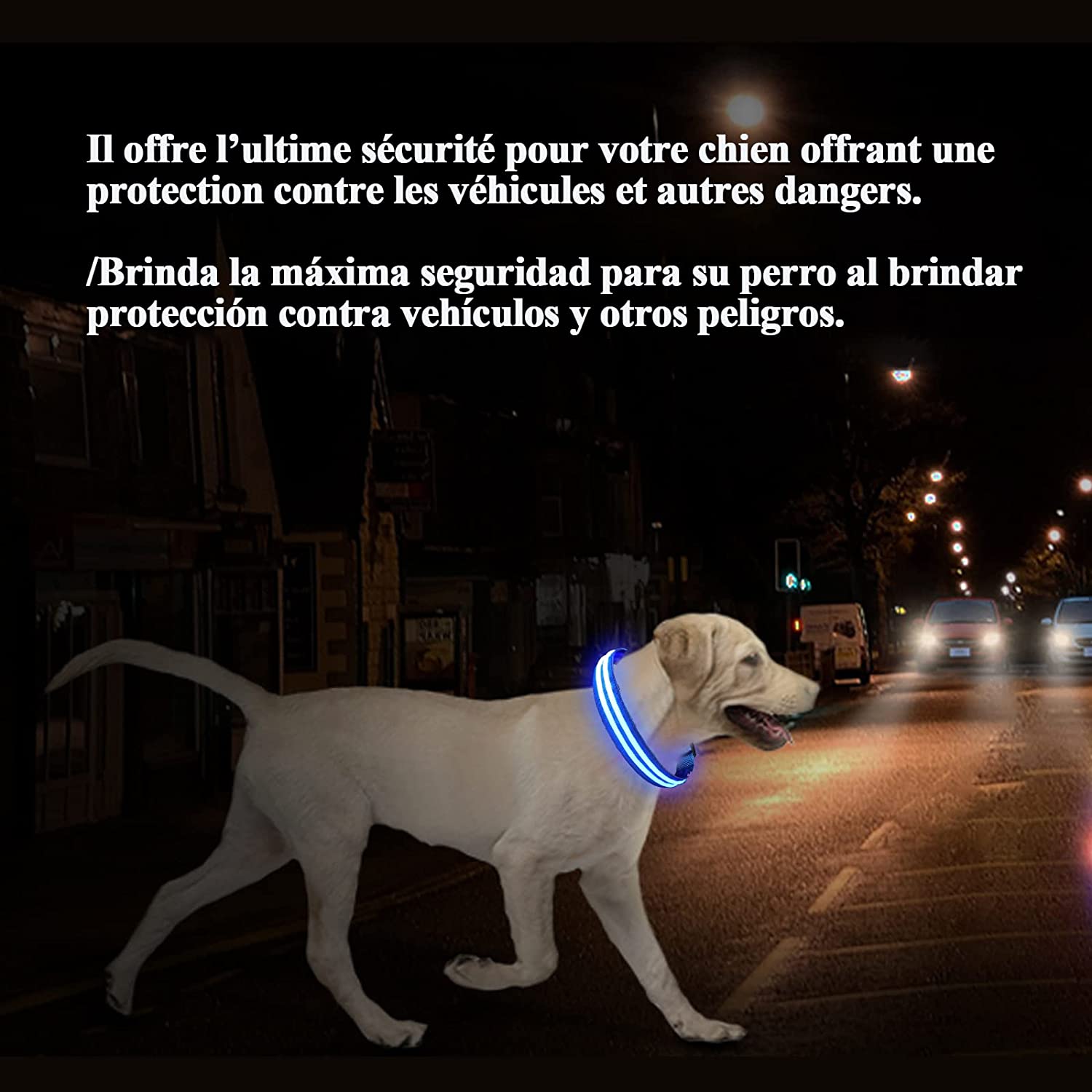 Collier lumineux à LED pour chien – Haute visibilité & ajustable